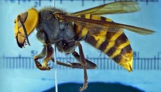 الدبابير العملاقة لسعتها قاتلة للنحل والبشر