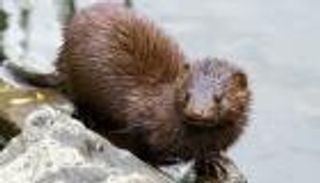 انتقال كورونا من الحيوانات للبشر.. المنك في "دائرة الاتهام"