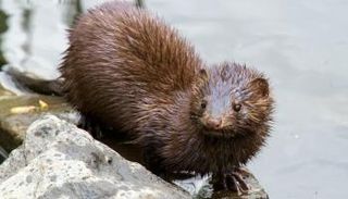 حيوان المنك