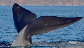 سائحة تتعرض لضربة من ذيل حوت في أستراليا