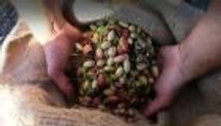 "تبنى شجرة فستق".. حملة لإعادة الحياة لـ"الذهب الأخضر" 