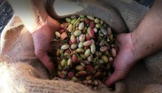 الفستق الصقلي