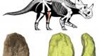 لأول مرة.. تشخيص سرطان خبيث في ديناصور