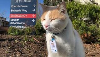 القط الحارس إيلوود