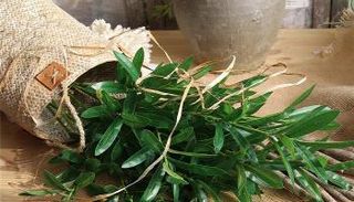 أوراق الزيتون.. فوائد غير متوقعة