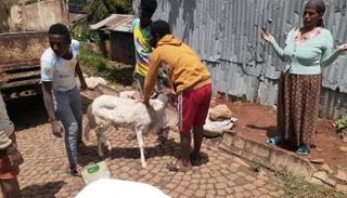 جانب من أنشطة المبادرة الشبابية بأديس أبابا