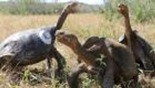 دراسة تكشف أنواع الحيوانات الأكثر عرضة للانقراض