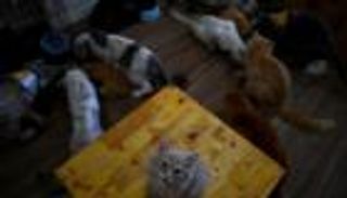 مقهى للقطط "الجريحة" في فيتنام.. حياة جديدة بصحبة الزبائن