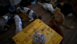 مقهى فيتنامي يقدم حياة جديدة للقطط الجريحة في هانوي