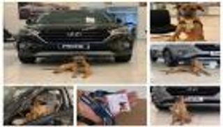 رحلة "توسكين برايم".. أول كلب بلدي يحصل على وظيفة بشركة سيارات عالمية