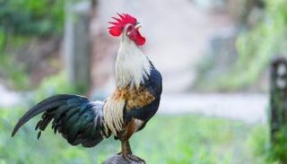 ديك يغرم صاحبه 166 يورو في إيطاليا