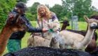 حيوانات الألبكة.. طريقة ألمانية لعلاج الاضطرابات النفسية