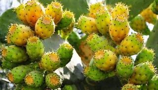 نجاة جزائري من الموت بعد أن التهم 351 حبة من التين الشوكي