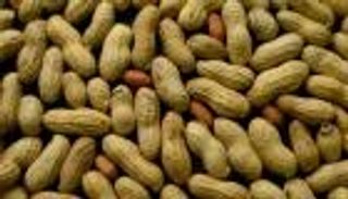 السودان يخسر ريادته عالميا بسلعة رئيسية.. الهند الرابح