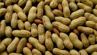 الفول السوداني من أهم السلع بصادرات السودان