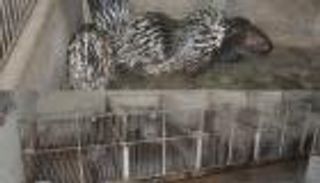 دراسة جديدة تُفسر وصول فيروس كورونا للبشر