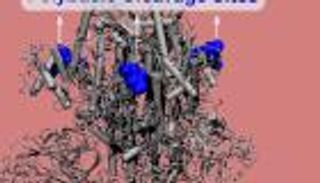 أمل جديد لعلاج كورونا.. اكتشاف ثغرة في بروتين الأشواك