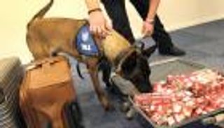 كلبة تضبط 12 قضية تهريب أموال بين المسافرين