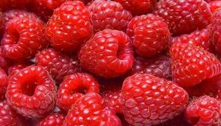 التوت يحمي من أعراض مرض باركنسون