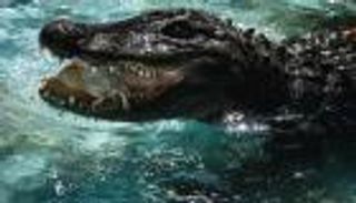 أكبر تماسيح العالم.. بلجراد تحتفي بـ"مويا"