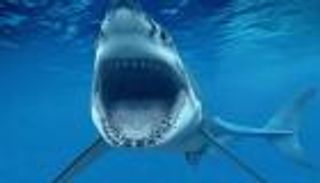 سمكة قرش تهاجم امرأة قبالة ساحل أستراليا