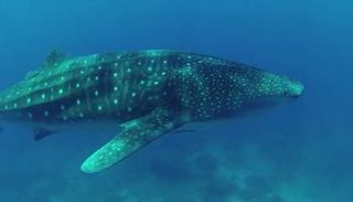 القرش الحوتى من الأسماك الضخمة المهددة بالانقراض