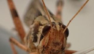 الجراد الكاشف عن المفجرات