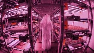 مزرعة بوسط صحراء دبي للنباتات الورقية