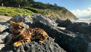 قدم أصحاب القط شيرخان بلاغا بفقدانه قبل مغادرتهم إيطاليا