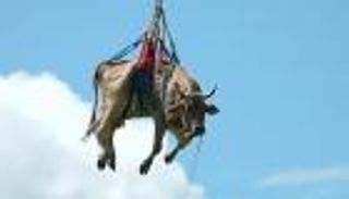 بالصور.. "بقرة طائرة" فوق جبال الألب