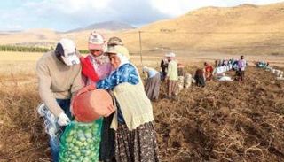 المساحات الزراعية تضيق على تركيا في عهد