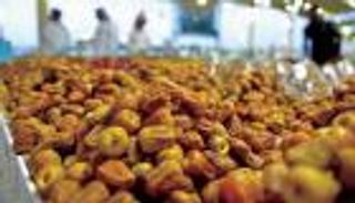 صادرات التمر السعودي.. قصة نجاح تؤمن سلعة غذاء  العالم