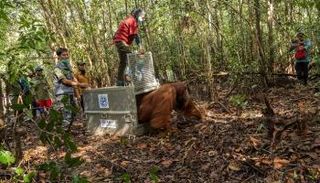 إعادة إنسان غاب للحياة البرية بعد إنقاذه في إندونيسيا