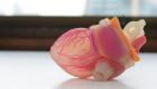 لأول مرة.. علماء ينتجون قلبا بشريا في المختبر