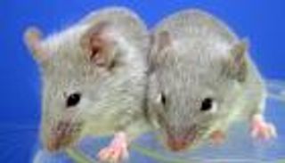 الخلايا الجذعية.. أمل جديد لمرضى السكري