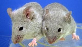 علاج بالخلايا الجذعية يعطي أملا لمرضى السكري