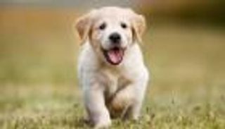 بالفيديو.. رحلة إنقاذ كلب