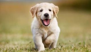 شرطي يحطم زجاج سيارة لإنقاذ كلب