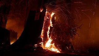 جانب من حرائق الغابات في كاليفورنيا