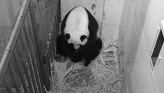 ولادة صغير باندا عملاق في واشنطن