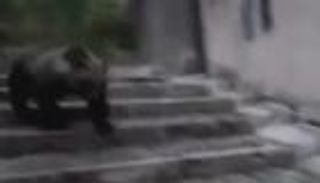 دببة تثير الذعر في شوارع إيطاليا