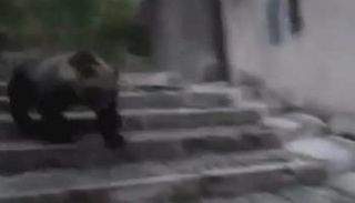 الدبة تتجول في شوارع القرية الإيطالية