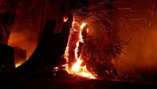 الحرائق تلتهم غابات كاليفورنيا