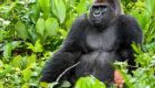 الإنسان يهدد الغوريلا والحيتان والدلافين بكورونا 