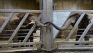 بعد 12 عاما من الفراق.. حديقة ألمانية تجمع شمل فيلة بابنتها