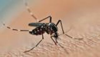 مصنع حشرات لمكافحة حمى الضنك في أستراليا