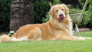 كلب من فصيلة 