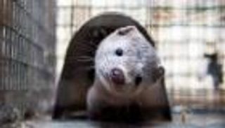 هولندا تعدم هذا الحيوان الوديع.. وتخسر 100 مليون دولار سنويا