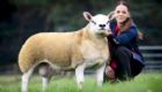 أغلى خروف في العالم.. يتفوق على "فيراري" 