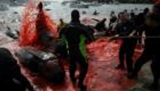 نقص الأكسجين يهدد المناطق البحرية في الدنمارك